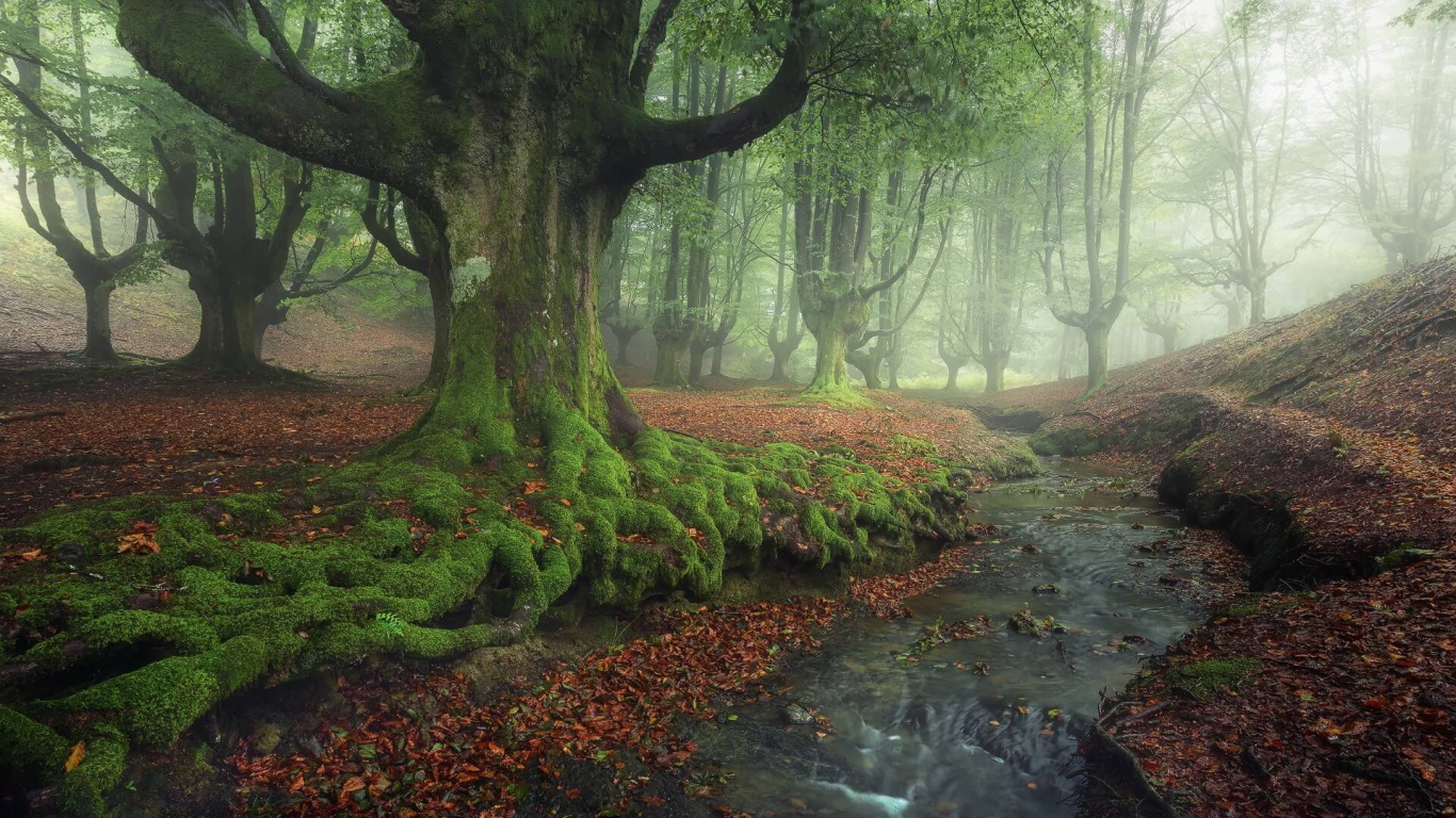 Green Trees Beside River During Daytime. Wallpaper in 1366x768 Resolution