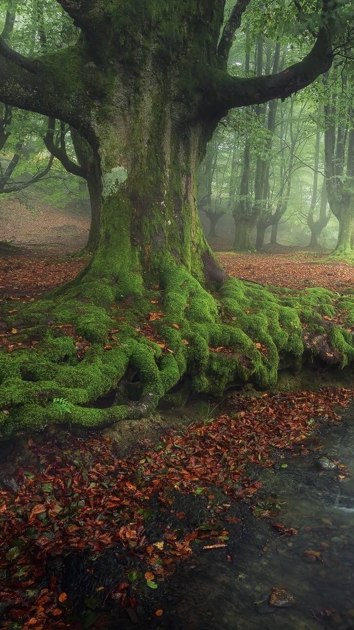 Green Trees Beside River During Daytime. Wallpaper in 720x1280 Resolution
