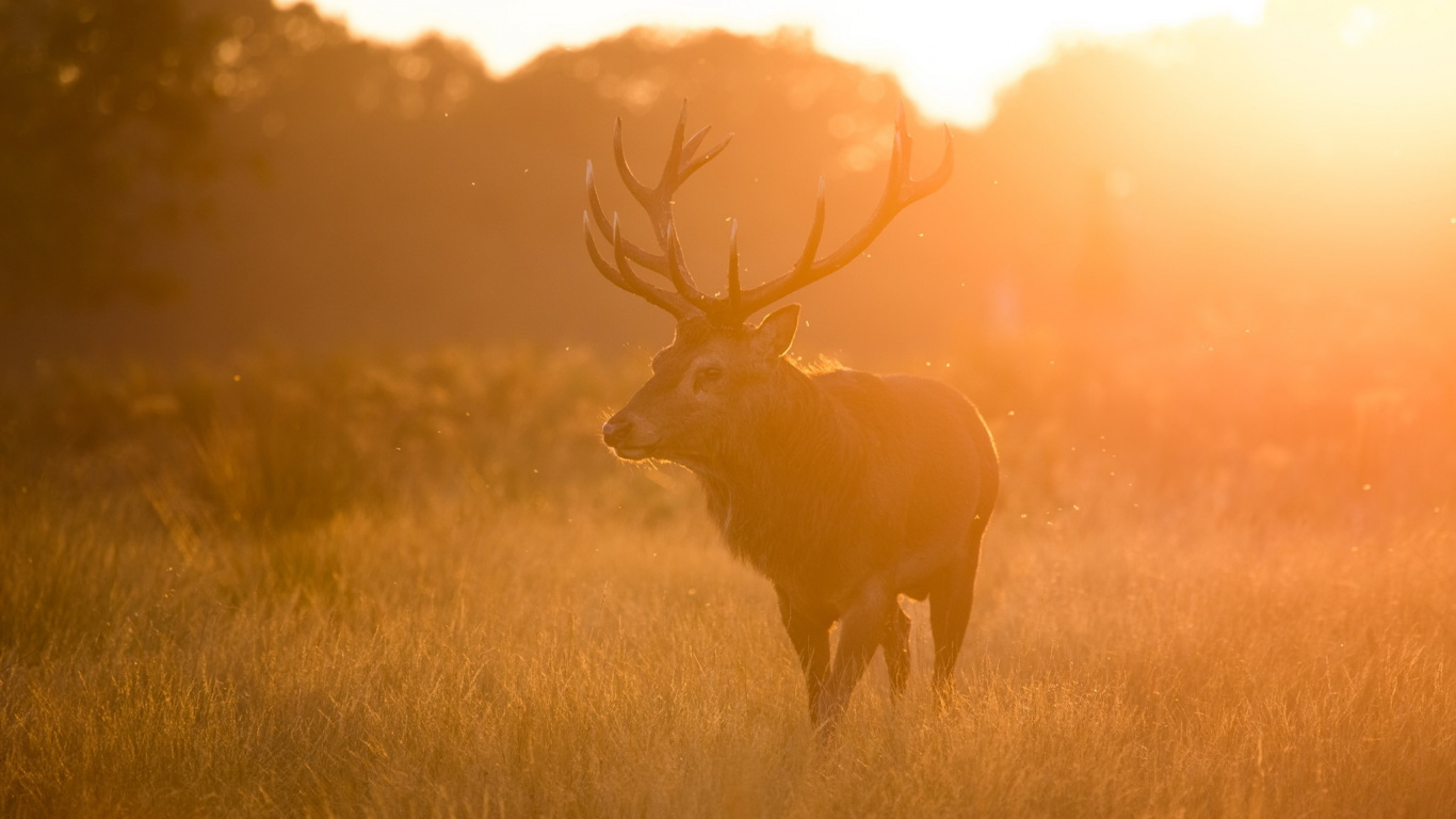 Cerf Brun Sur Champ D'herbe Brune Pendant le Coucher du Soleil. Wallpaper in 1366x768 Resolution