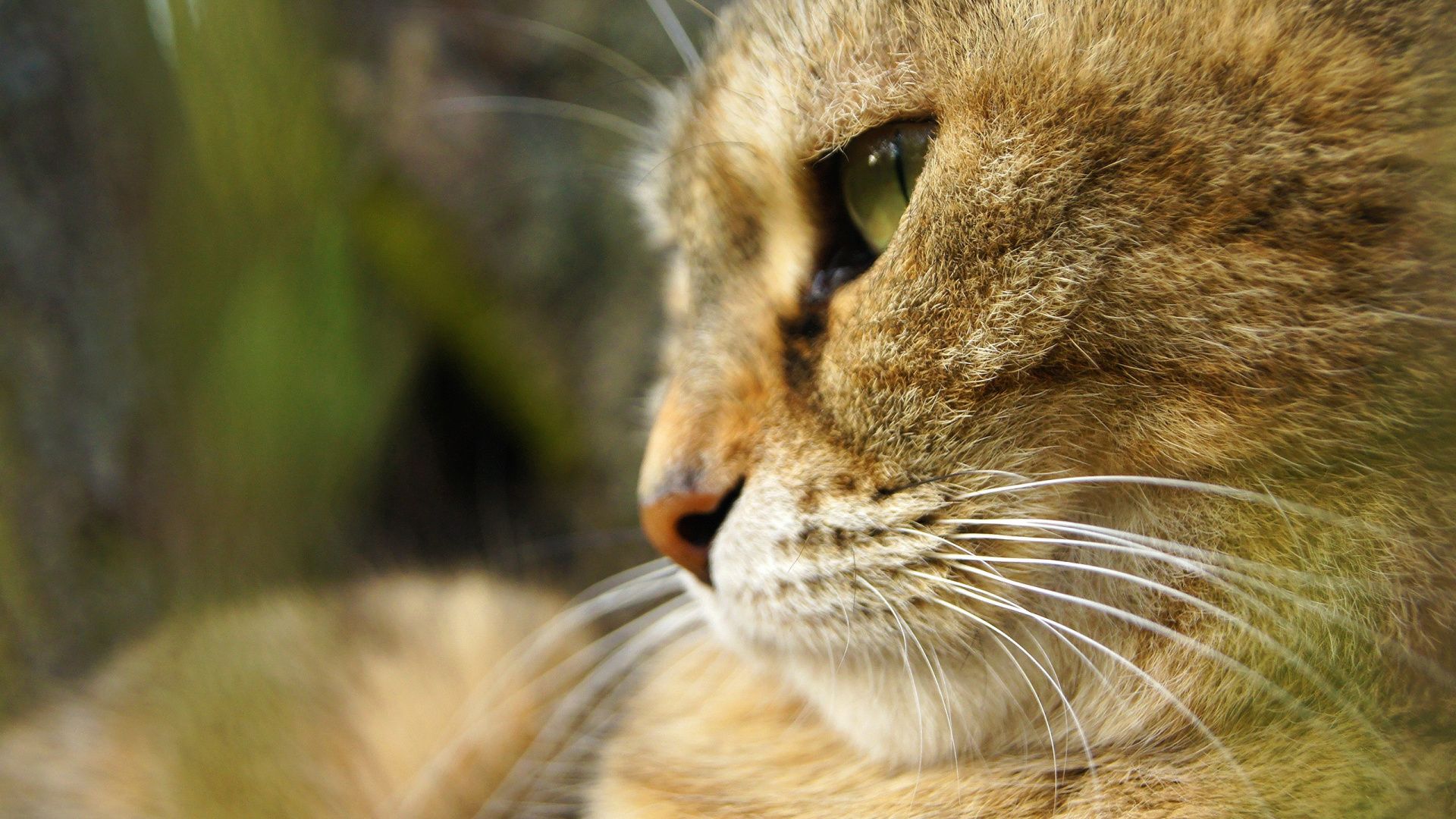 Braune Tabby-Katze in Nahaufnahme. Wallpaper in 1920x1080 Resolution