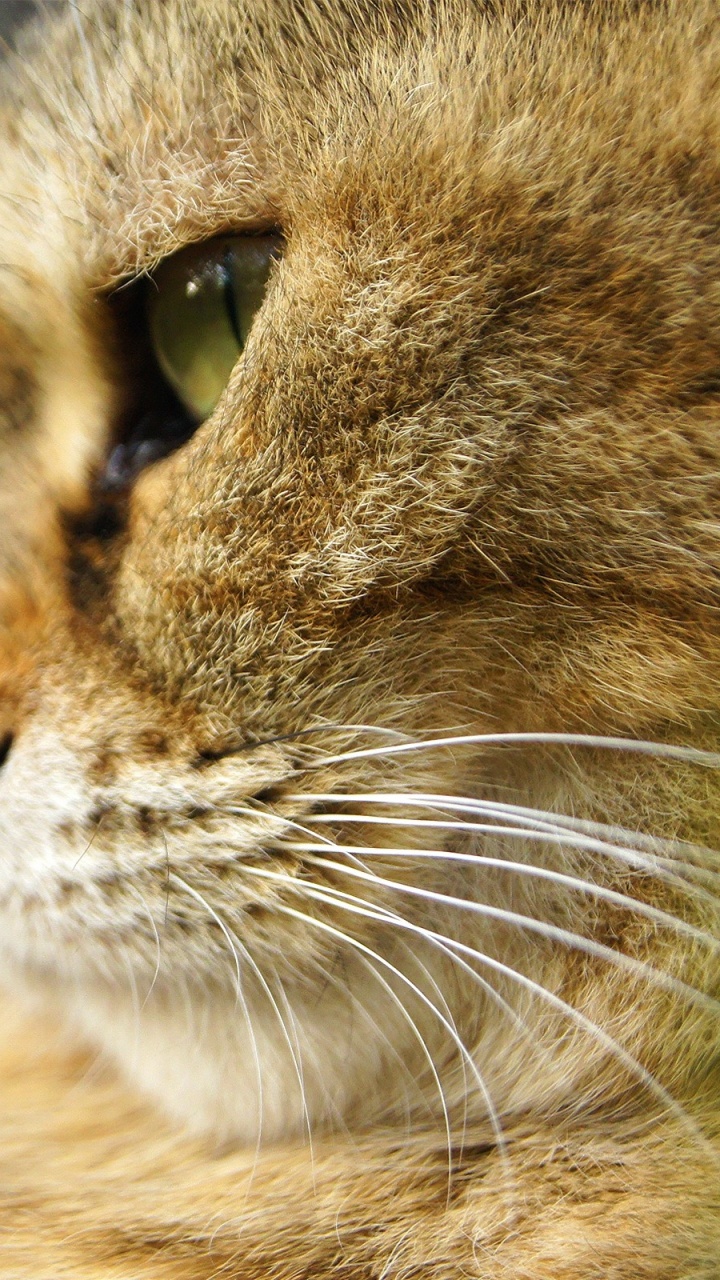 Braune Tabby-Katze in Nahaufnahme. Wallpaper in 720x1280 Resolution