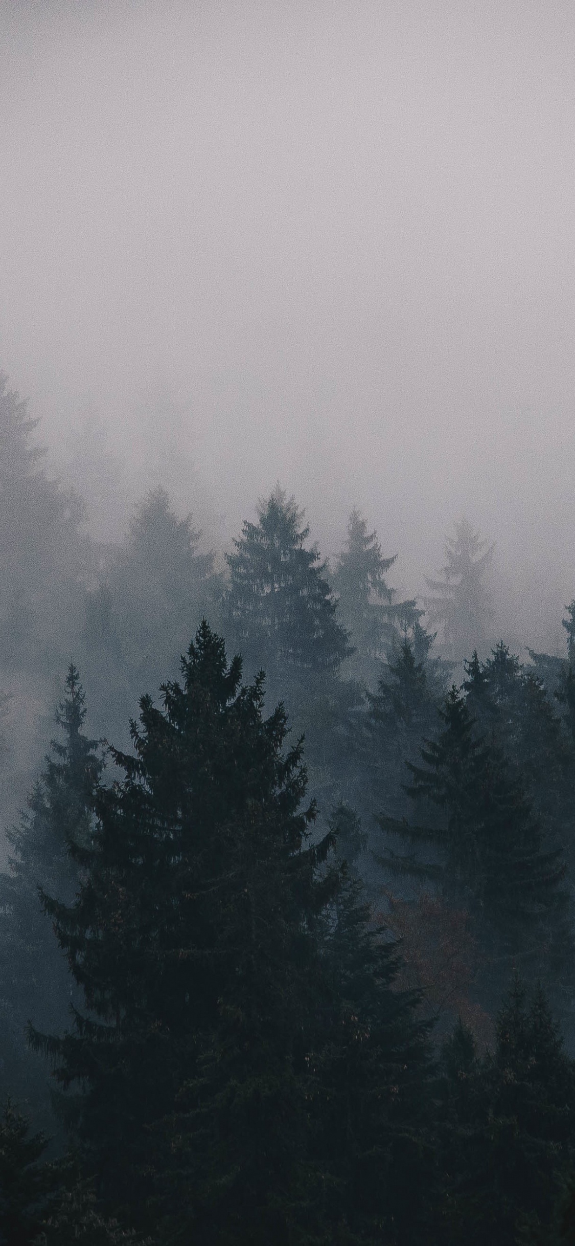Green Pine Trees Covered With Fog. Wallpaper in 1125x2436 Resolution