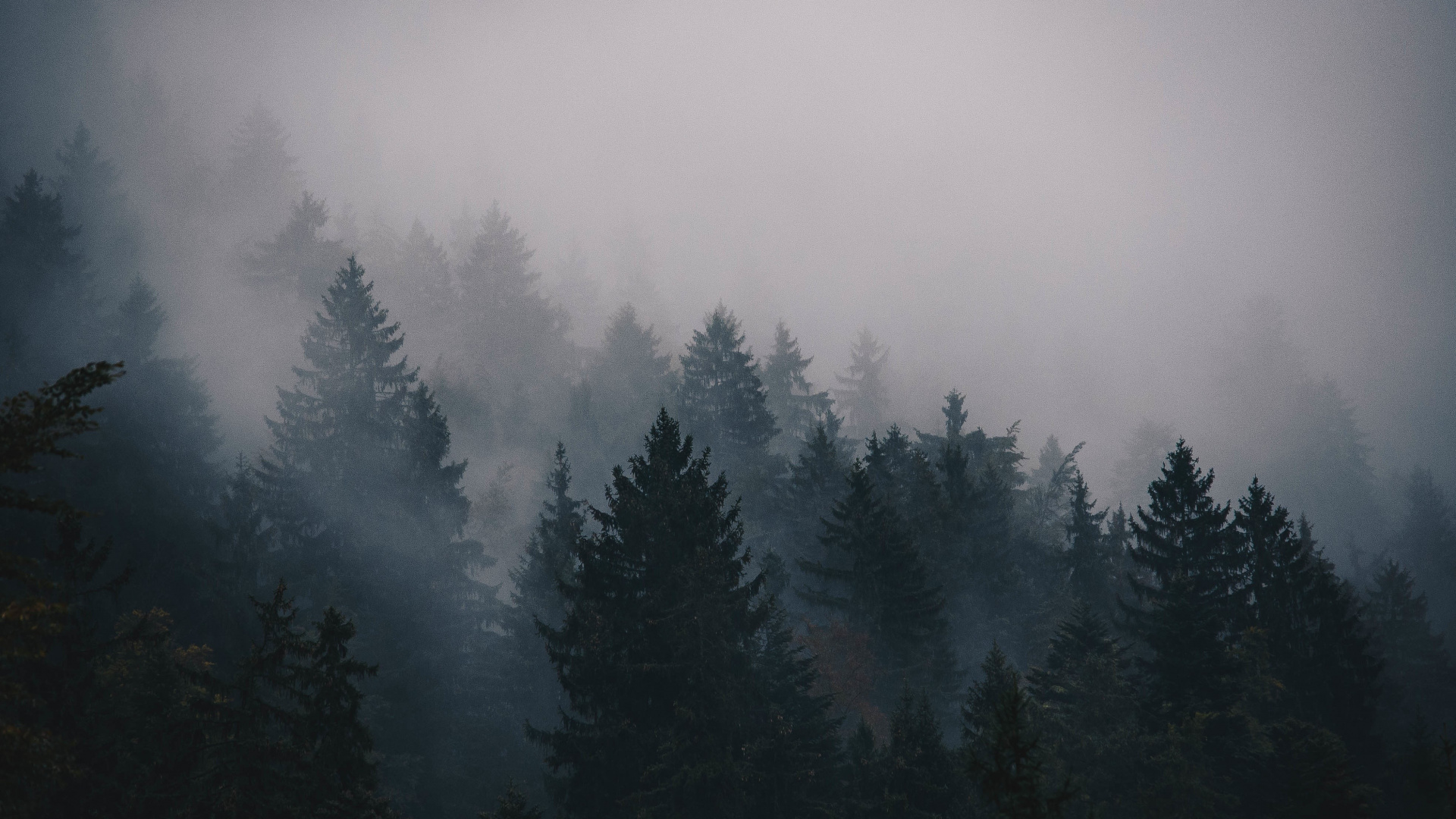 Green Pine Trees Covered With Fog. Wallpaper in 1920x1080 Resolution