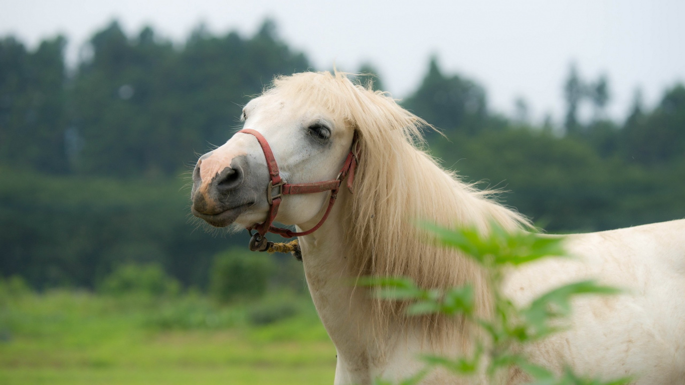 White Horse on Green Grass Field During Daytime. Wallpaper in 1366x768 Resolution