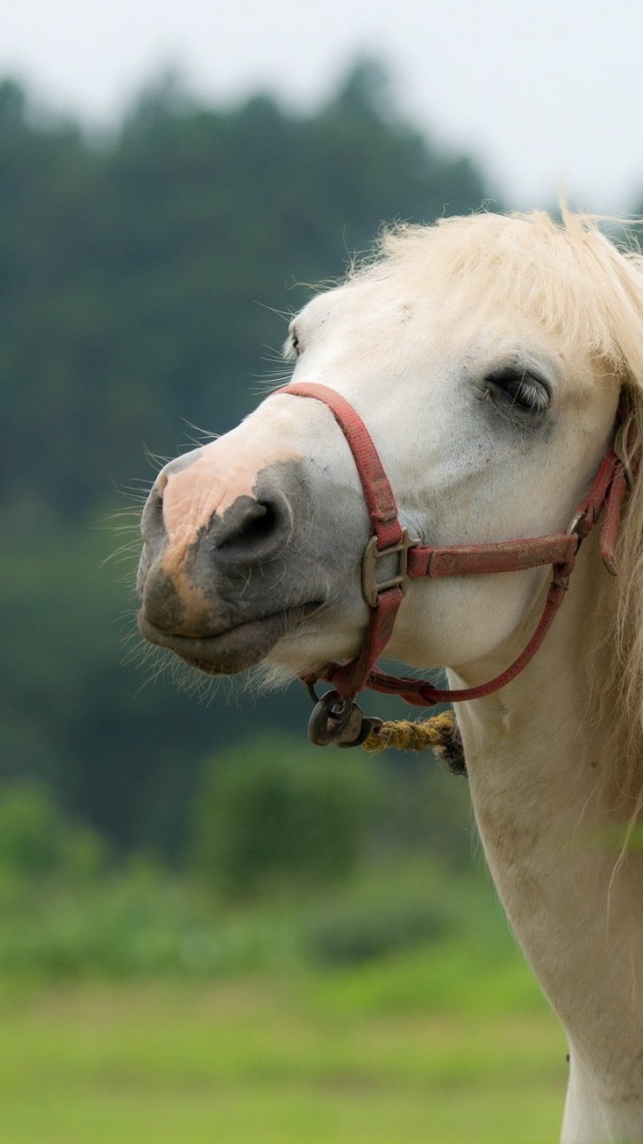 White Horse on Green Grass Field During Daytime. Wallpaper in 720x1280 Resolution
