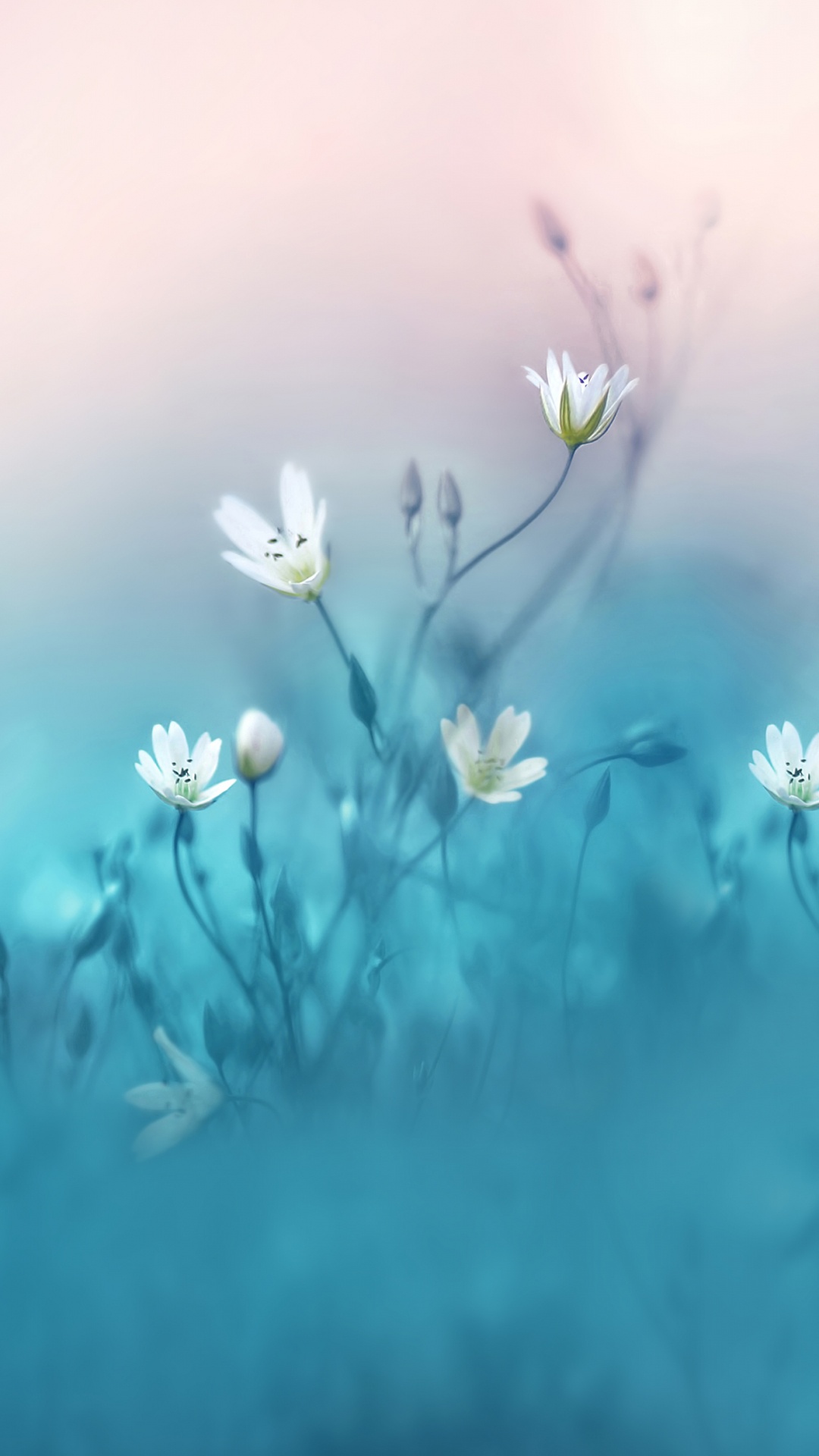 Huawei, Huawei Nova, Huawei Nova 3, Blütenblatt, Blühende Pflanze. Wallpaper in 1080x1920 Resolution