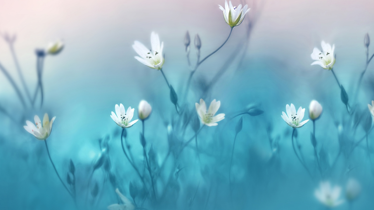 Huawei, Huawei Nova, Huawei Nova 3, Petal, Flower. Wallpaper in 1280x720 Resolution