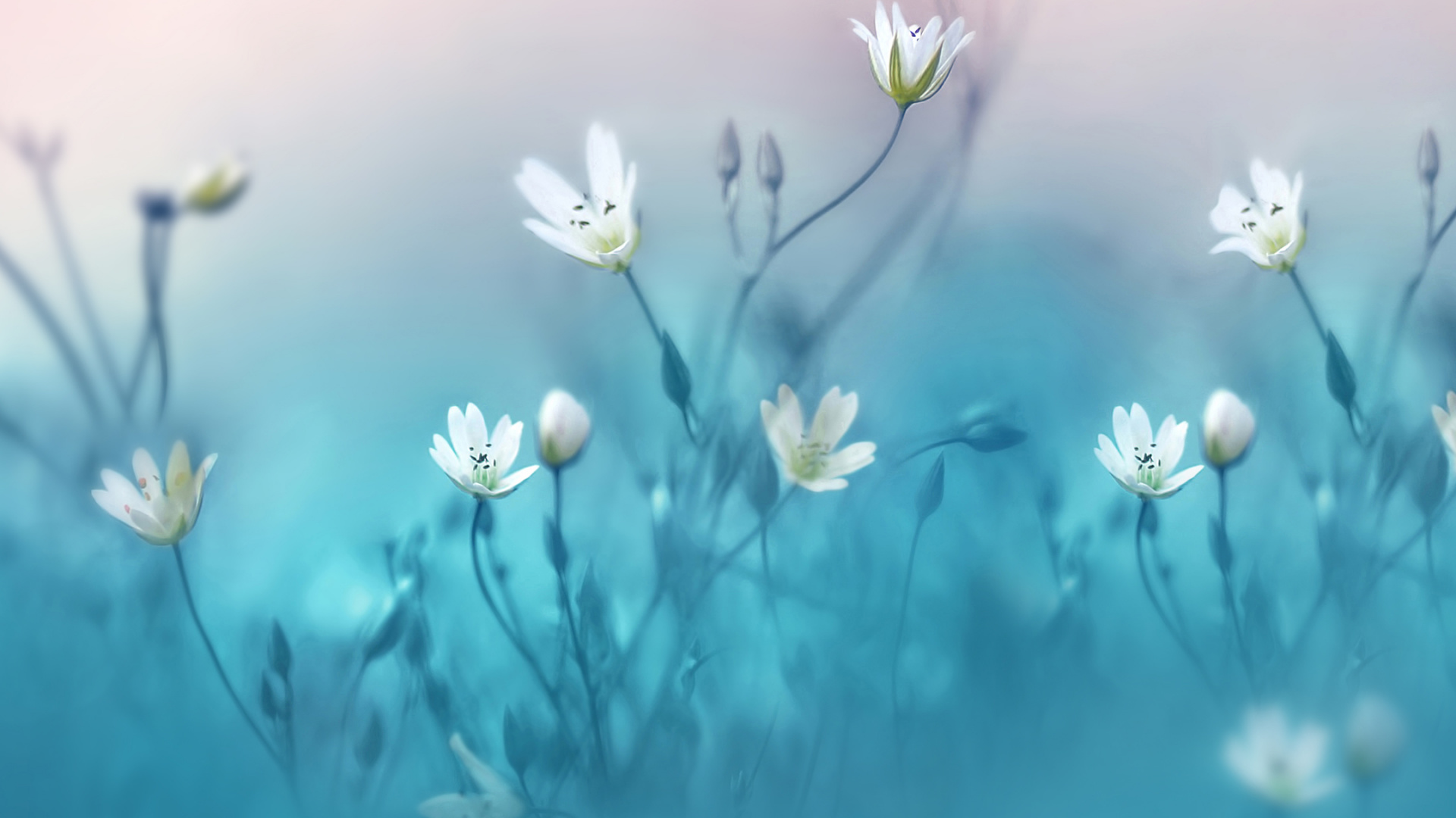 Huawei, Huawei Nova, Huawei Nova 3, Petal, Flower. Wallpaper in 1920x1080 Resolution