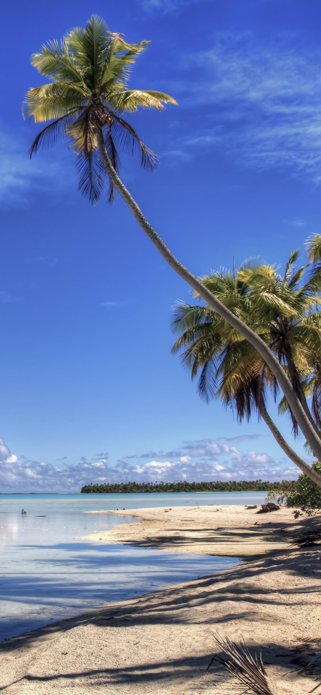 Palm Tree Near Sea Under Blue Sky During Daytime. Wallpaper in 1125x2436 Resolution
