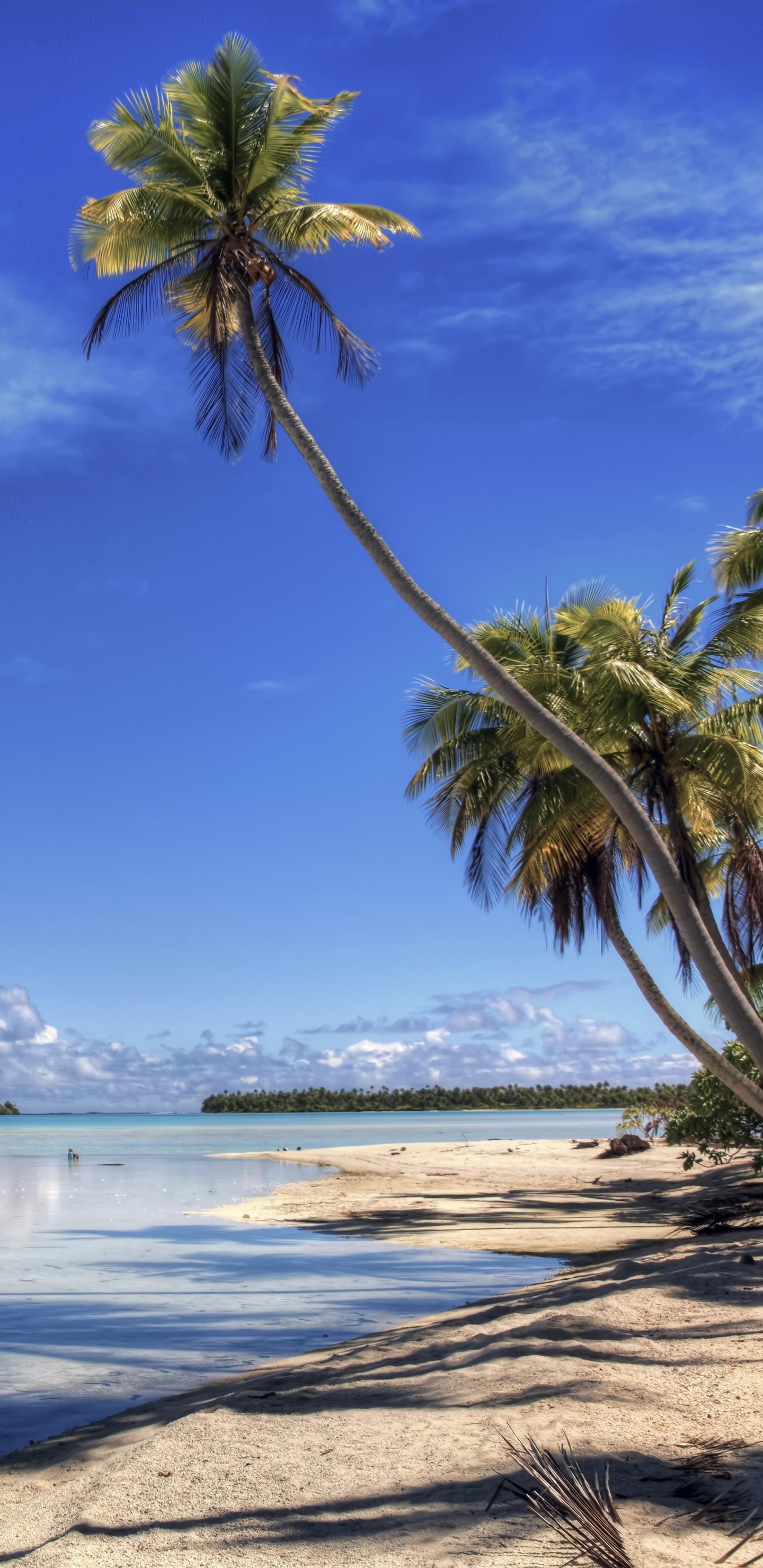 Palm Tree Near Sea Under Blue Sky During Daytime. Wallpaper in 1440x2960 Resolution