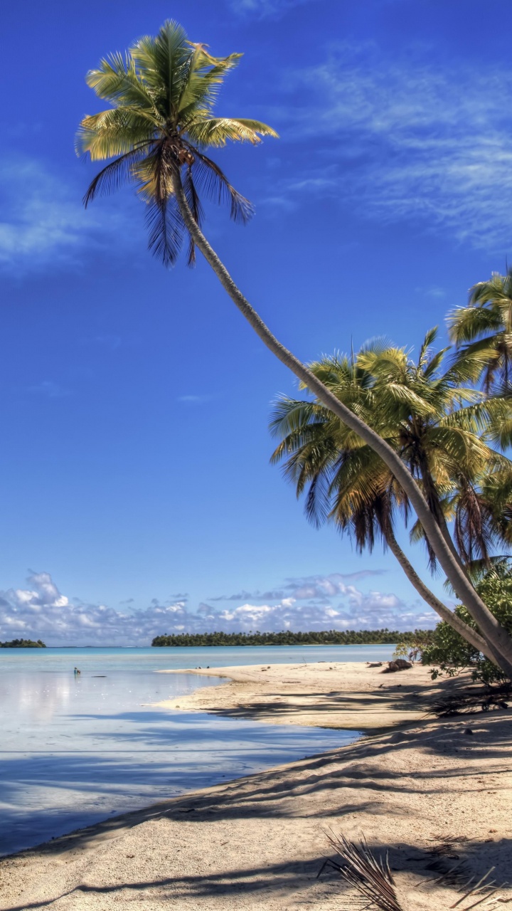 Palm Tree Near Sea Under Blue Sky During Daytime. Wallpaper in 720x1280 Resolution