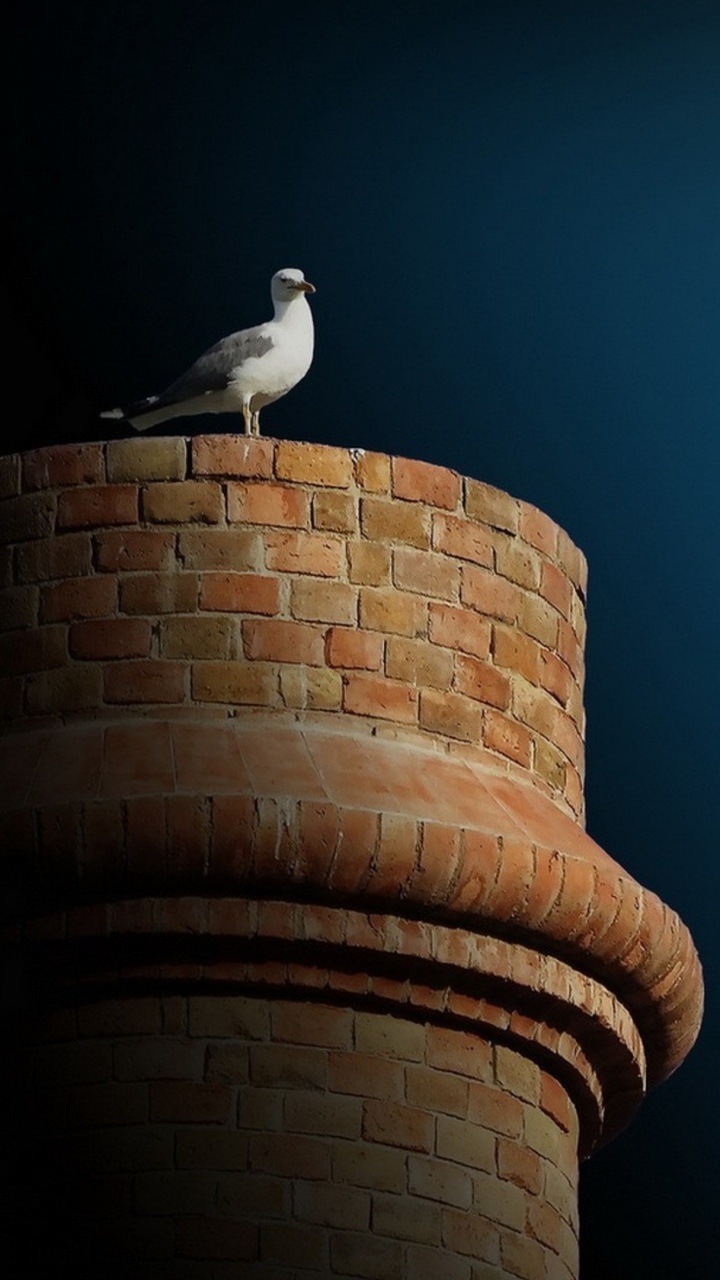 Weißer Vogel Auf Braunem Betonpfosten Tagsüber. Wallpaper in 720x1280 Resolution