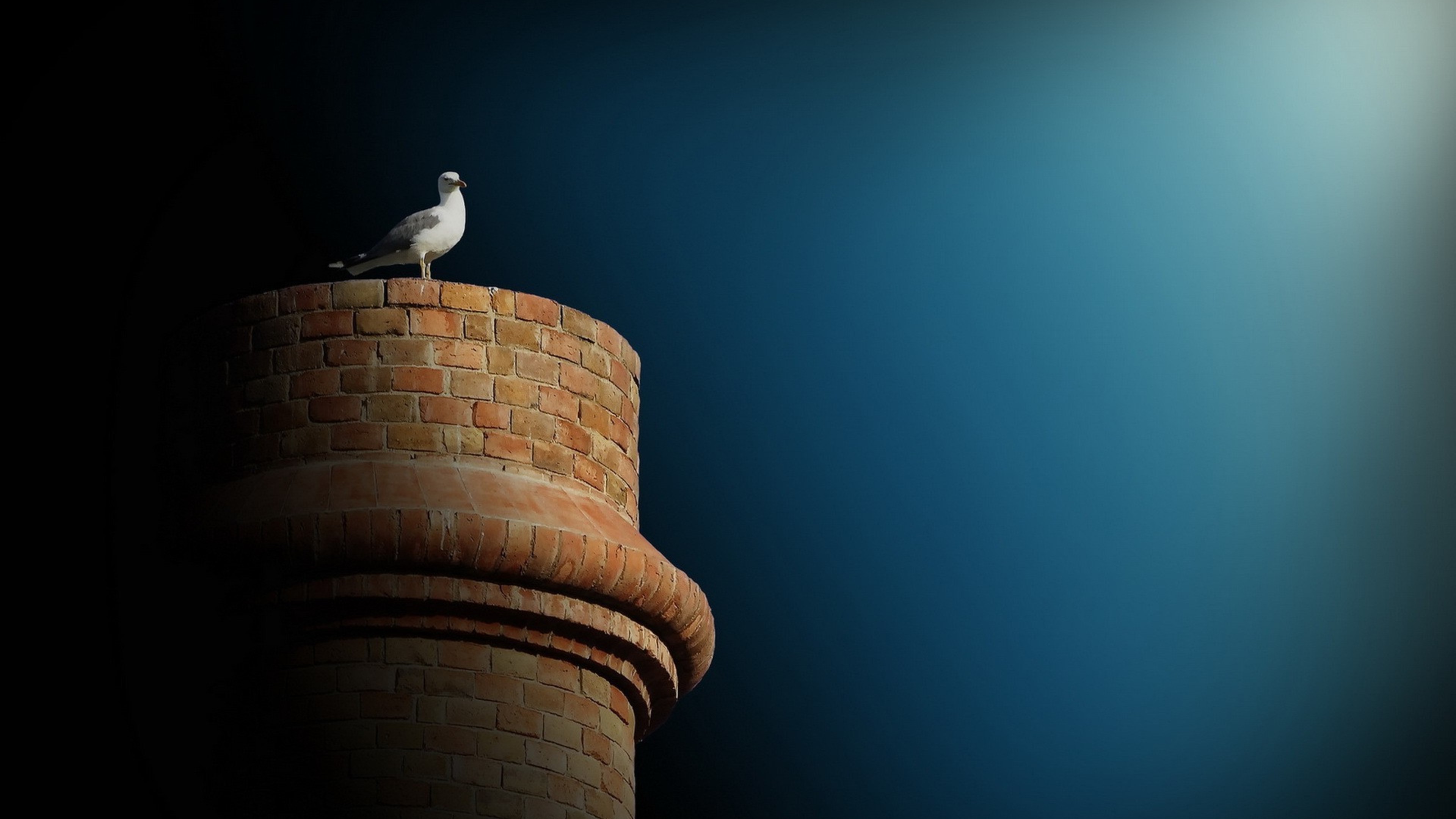 White Bird on Brown Concrete Post During Daytime. Wallpaper in 3840x2160 Resolution