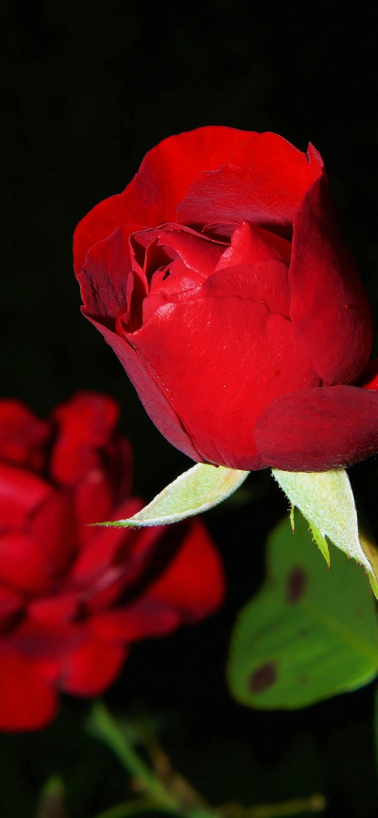 Beste Rose, Garten Rosen, Hybrid Tea Rose, Blütenblatt, Pink. Wallpaper in 1242x2688 Resolution