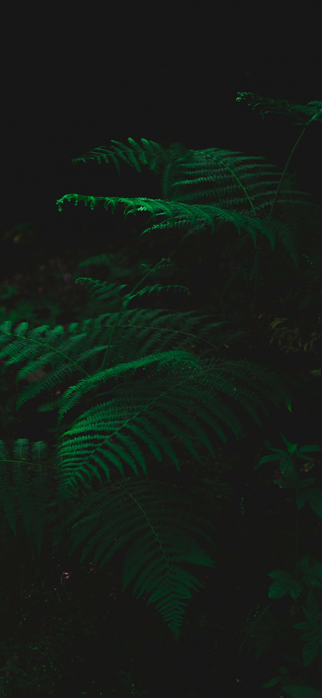 Feuille, Green, Noir, Obscurité, Technologie. Wallpaper in 1125x2436 Resolution