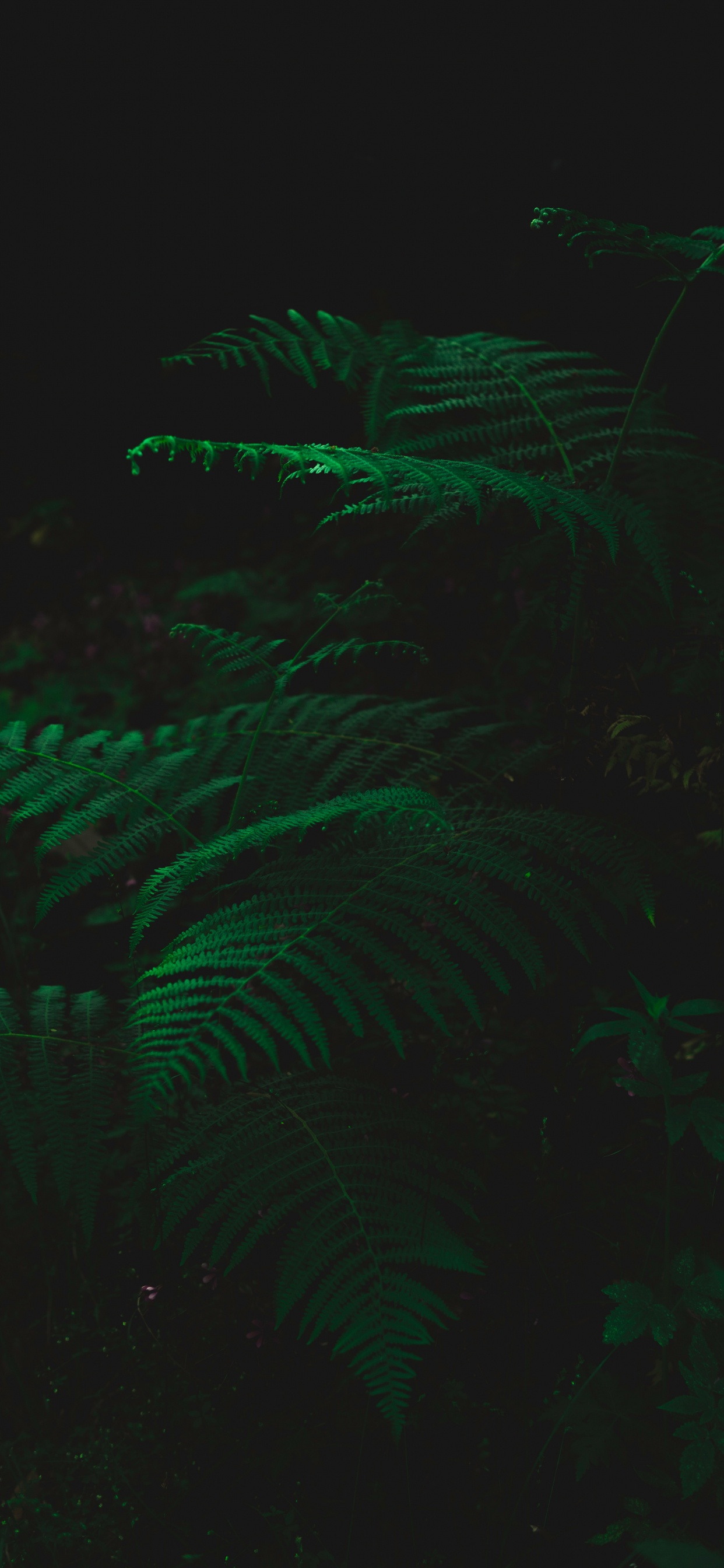 Feuille, Green, Noir, Obscurité, Technologie. Wallpaper in 1242x2688 Resolution