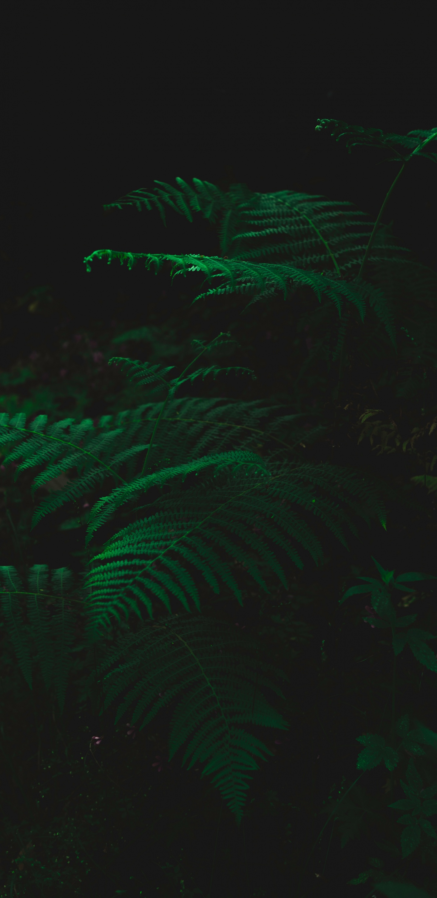 Leaf, Green, Black, Darkness, Technology. Wallpaper in 1440x2960 Resolution