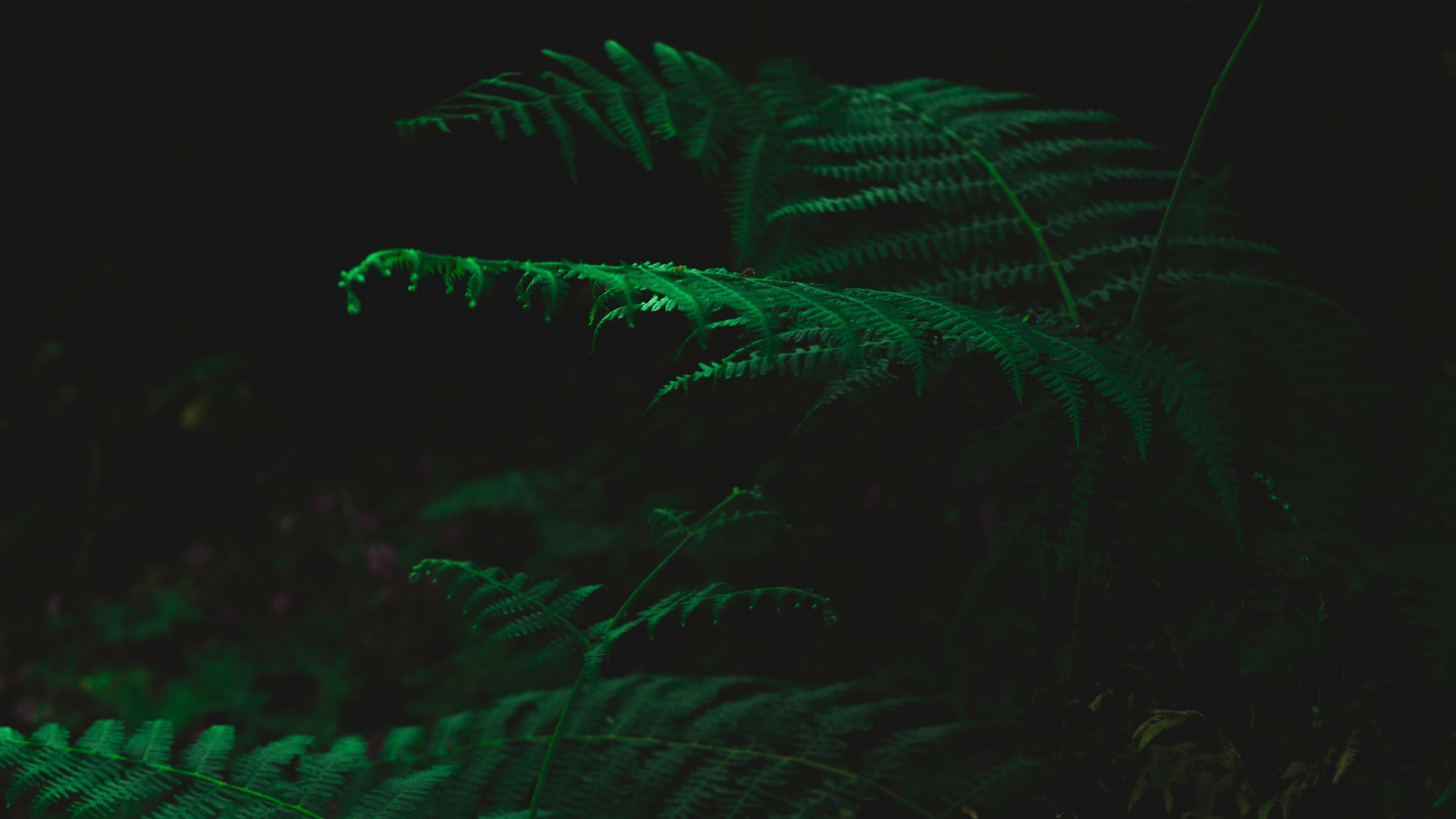 Leaf, Green, Black, Darkness, Technology. Wallpaper in 1920x1080 Resolution