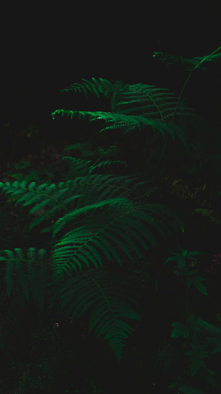 Leaf, Green, Black, Darkness, Technology. Wallpaper in 750x1334 Resolution