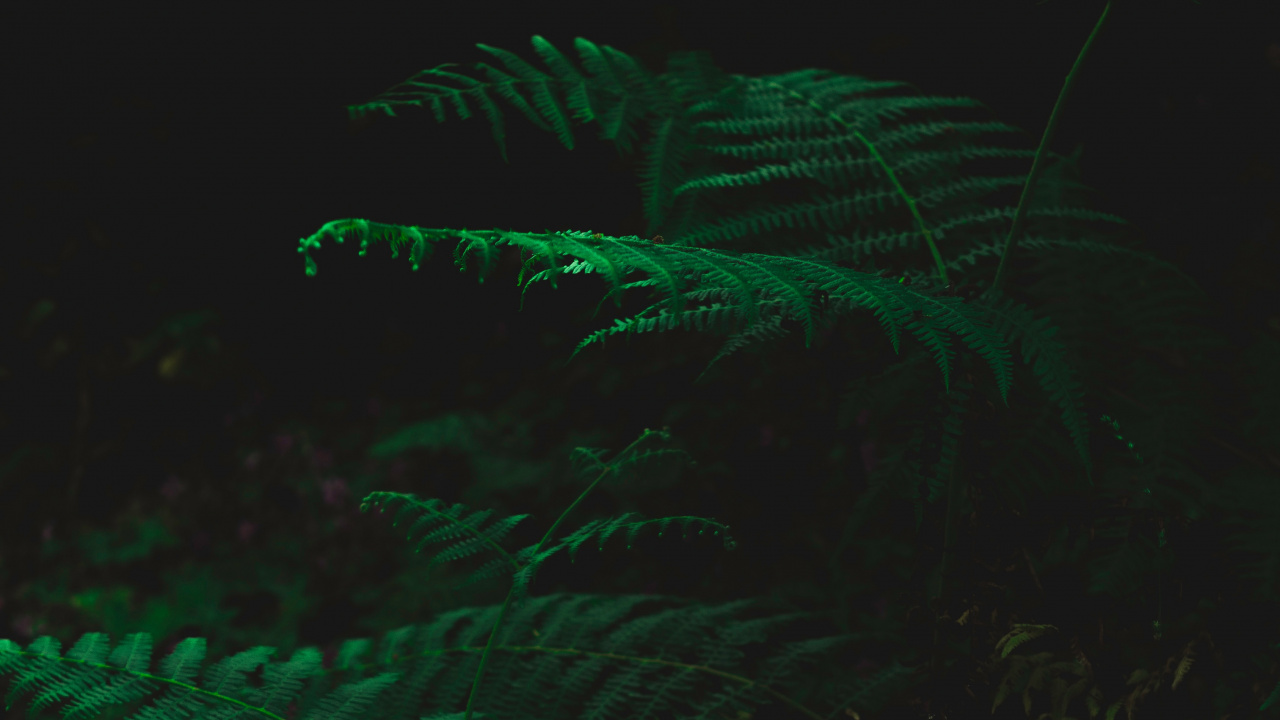 Verde, Negro, Bioma. Wallpaper in 1280x720 Resolution