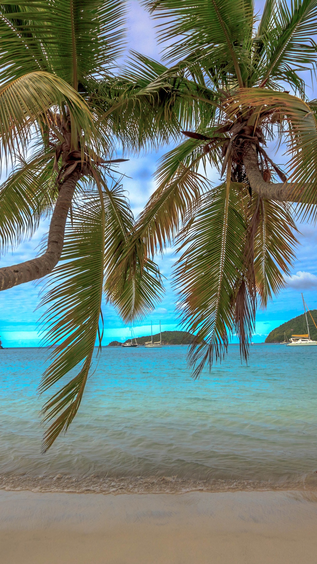 Green Palm Tree on Beach Shore During Daytime. Wallpaper in 1080x1920 Resolution