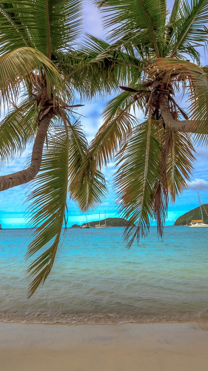 Green Palm Tree on Beach Shore During Daytime. Wallpaper in 720x1280 Resolution