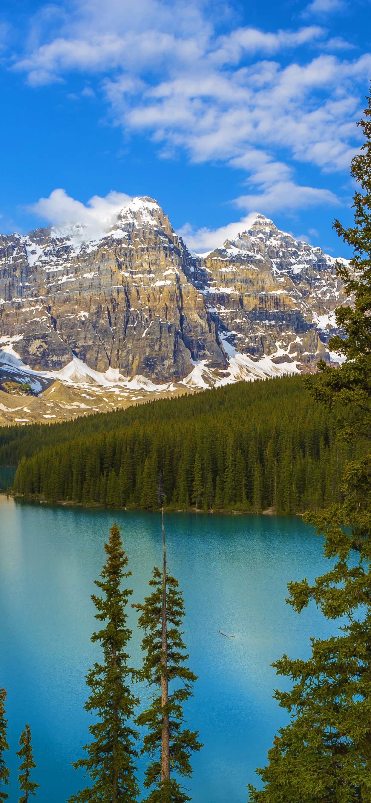 Green Pine Trees Near Snow Covered Mountain Under Blue Sky During Daytime. Wallpaper in 1242x2688 Resolution