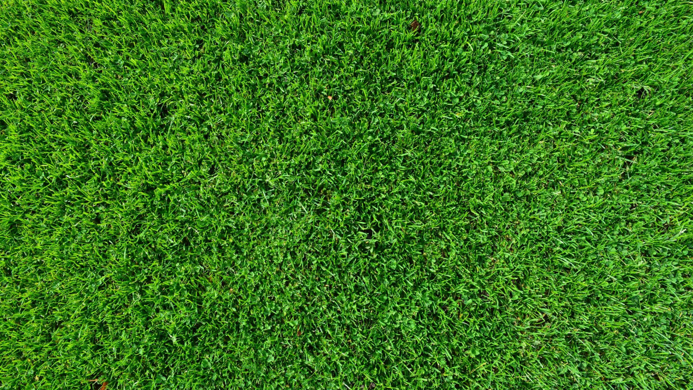 Champ D'herbe Verte Pendant la Journée. Wallpaper in 1366x768 Resolution
