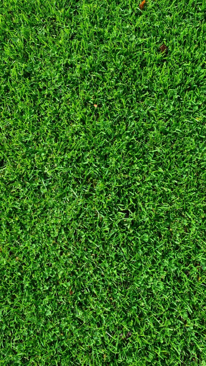 Green Grass Field During Daytime. Wallpaper in 720x1280 Resolution