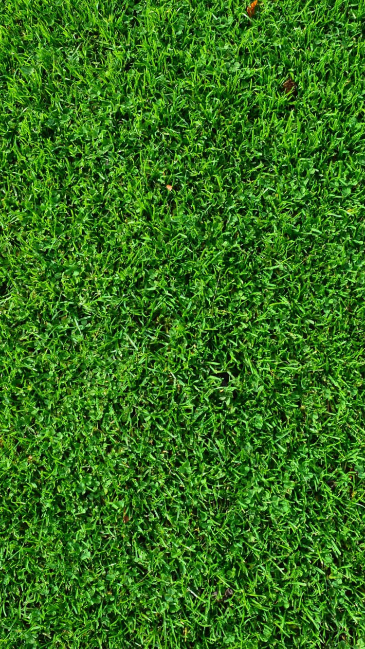 Green Grass Field During Daytime. Wallpaper in 750x1334 Resolution
