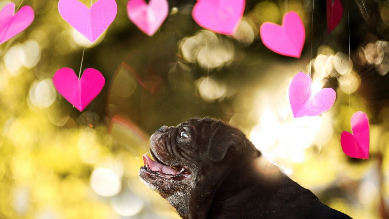 Schwarzer Mops Mit Rosa Herzen Auf Dem Kopf. Wallpaper in 1366x768 Resolution