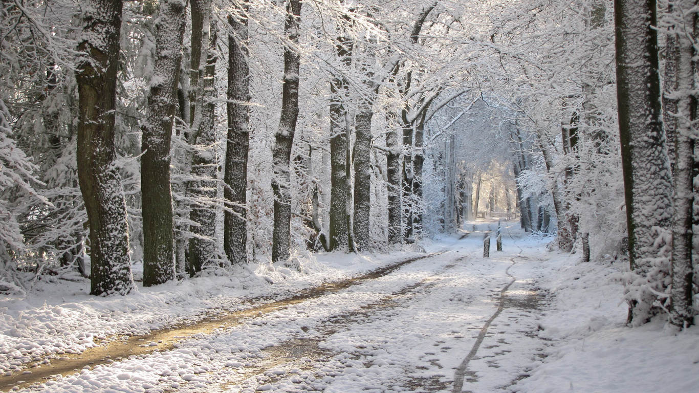 Schneebedeckte Straße Zwischen Bäumen Tagsüber. Wallpaper in 1366x768 Resolution