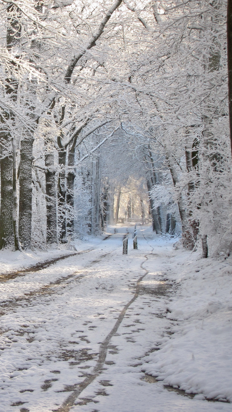 Route Couverte de Neige Entre Les Arbres Pendant la Journée. Wallpaper in 750x1334 Resolution