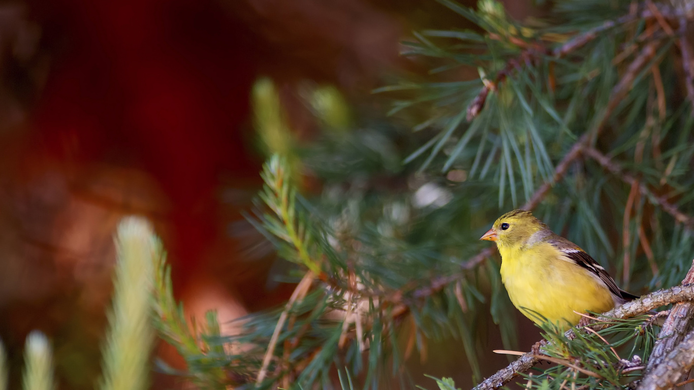 Yellow Bird Perched on Tree Branch. Wallpaper in 1366x768 Resolution