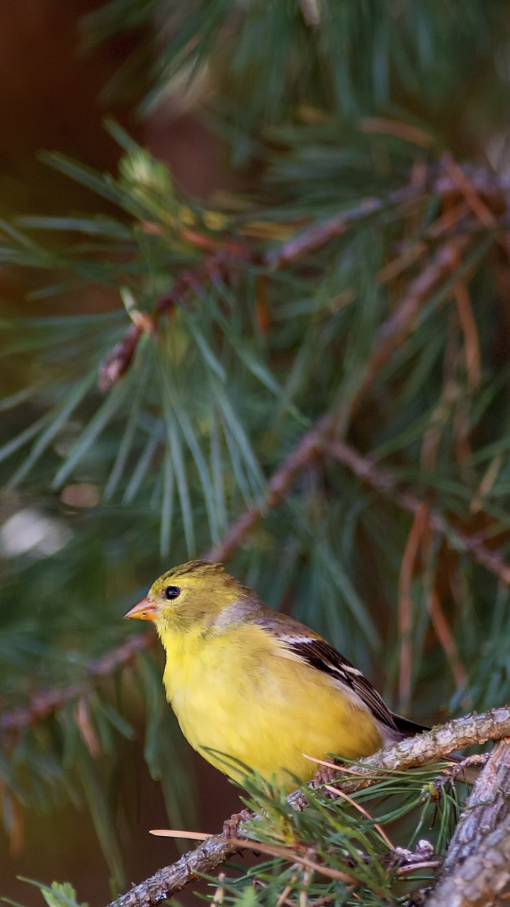 Yellow Bird Perched on Tree Branch. Wallpaper in 720x1280 Resolution