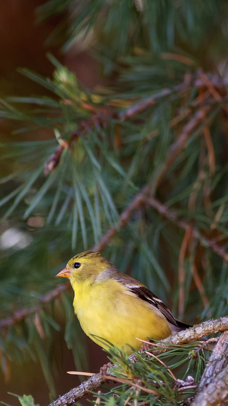 Yellow Bird Perched on Tree Branch. Wallpaper in 750x1334 Resolution