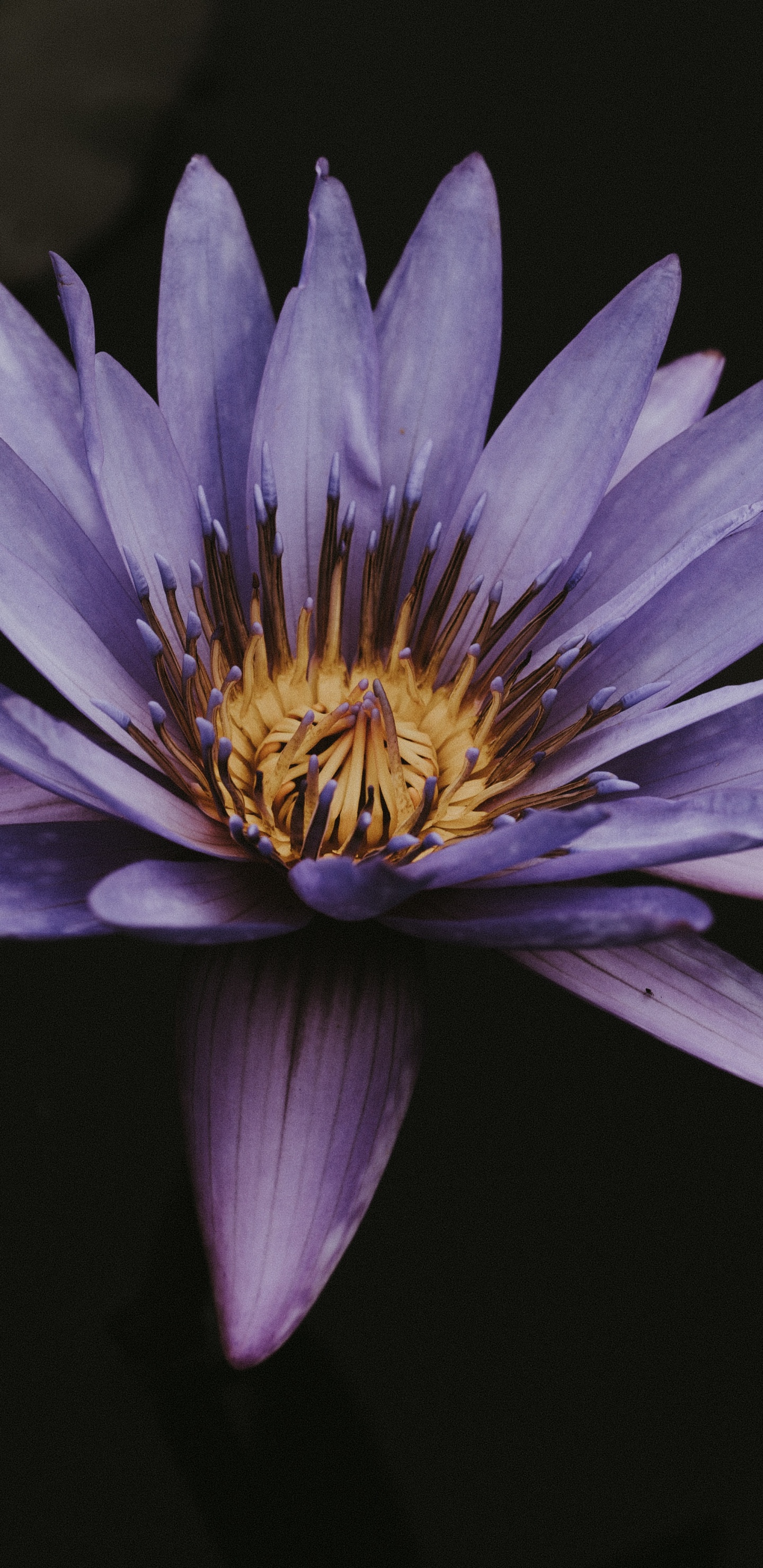 粉红色, 紫罗兰色, 关闭了, 窗口, Aster 壁纸 1440x2960 允许