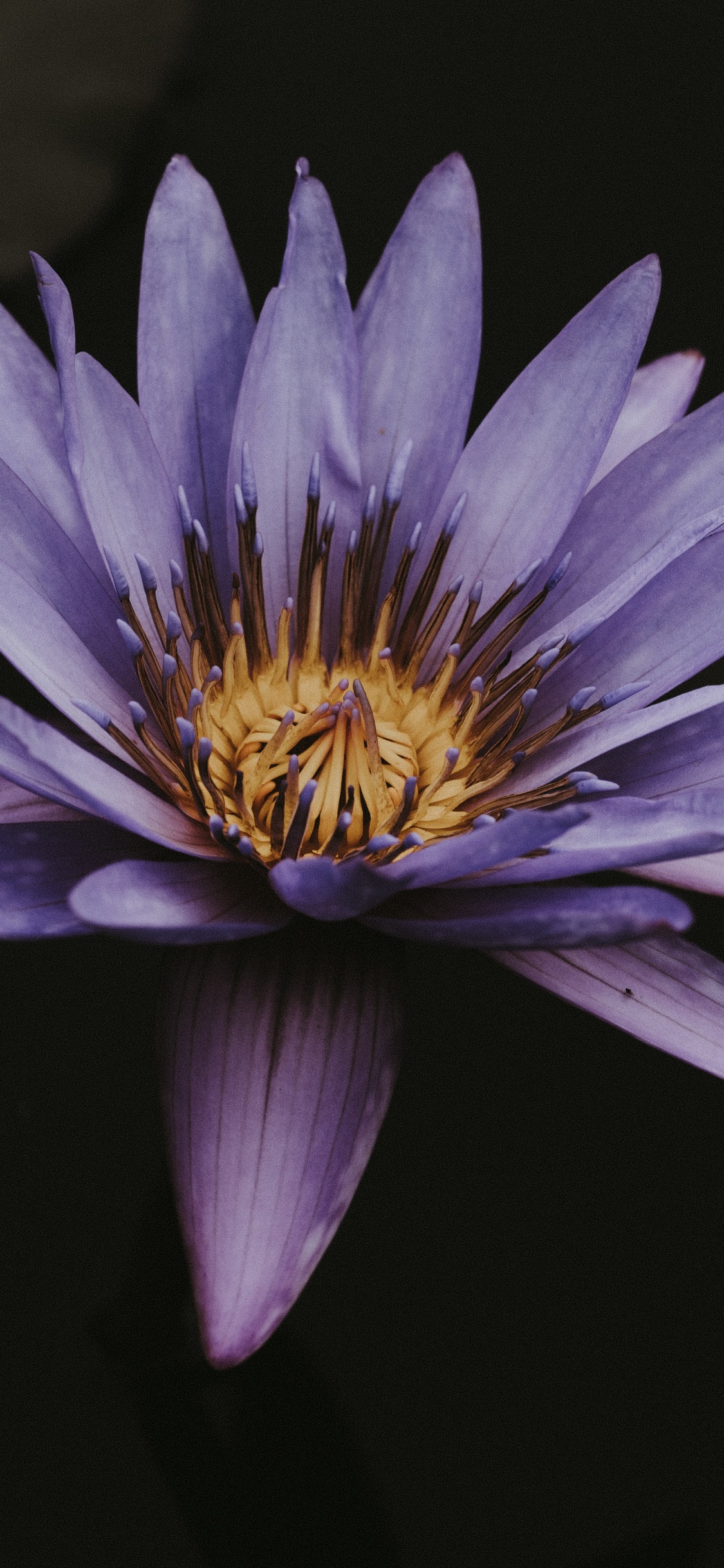 Fleur Violette et Jaune Sur Fond Noir. Wallpaper in 1125x2436 Resolution