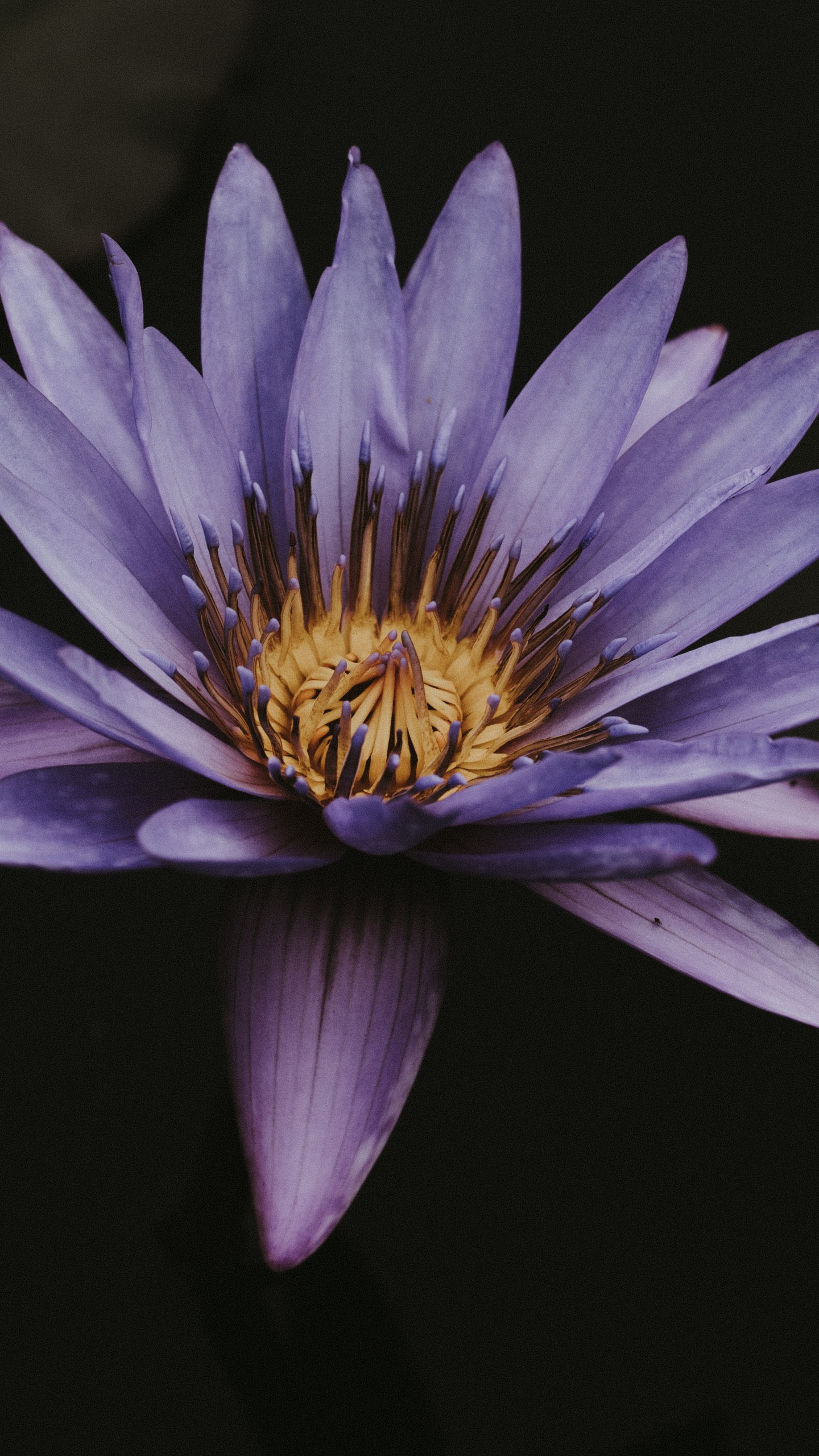 Flor Morada y Amarilla en Fondo Negro. Wallpaper in 1440x2560 Resolution