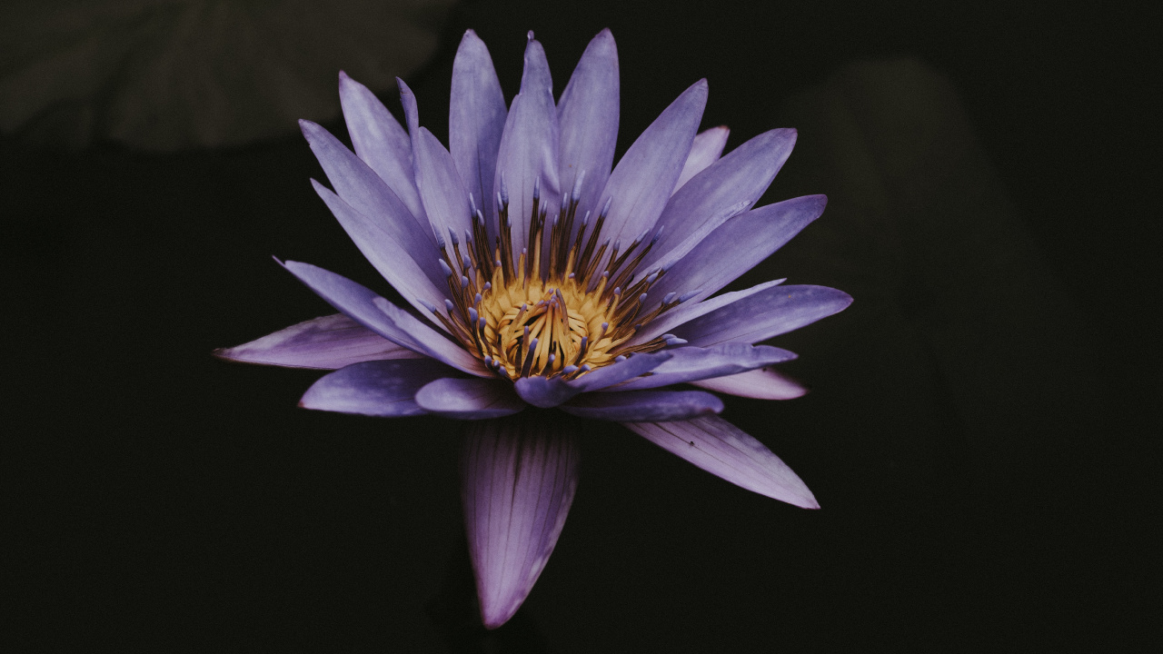 Purple and Yellow Flower in Black Background. Wallpaper in 1280x720 Resolution