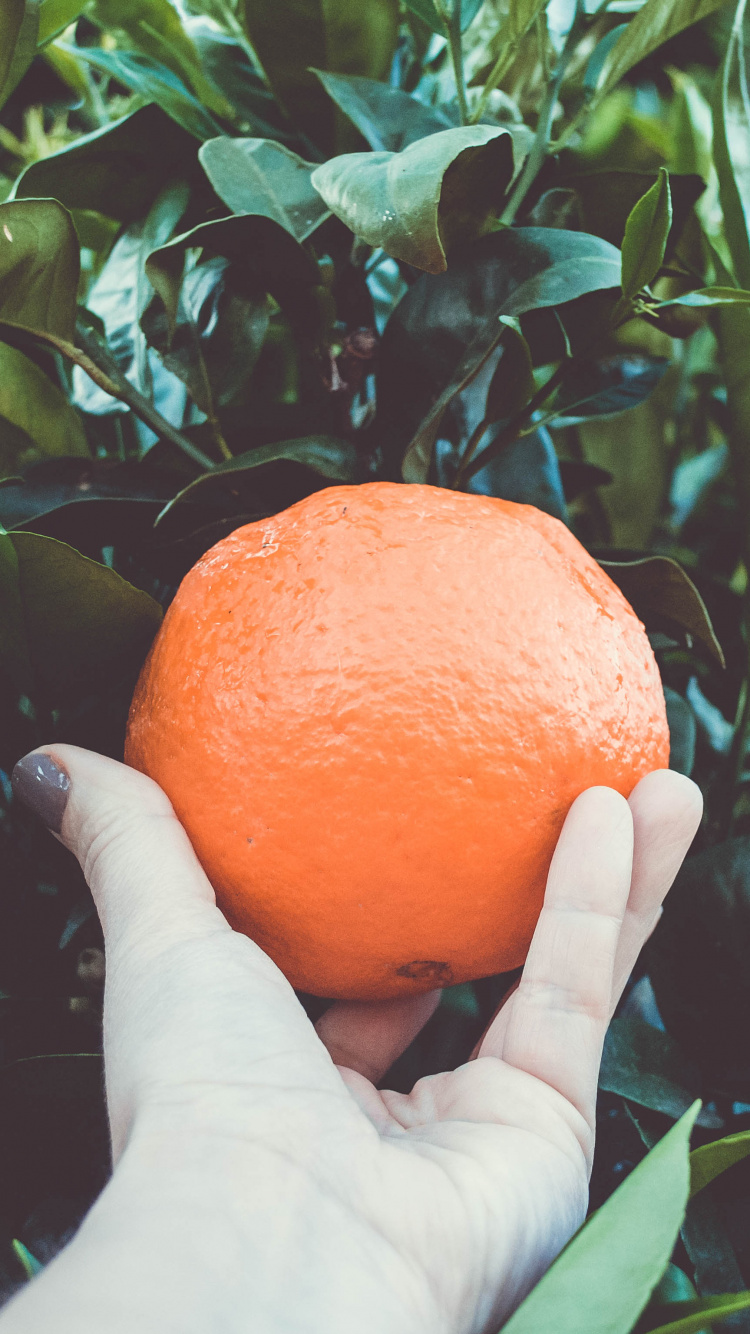 Personne Tenant Des Fruits Orange Pendant la Journée. Wallpaper in 750x1334 Resolution