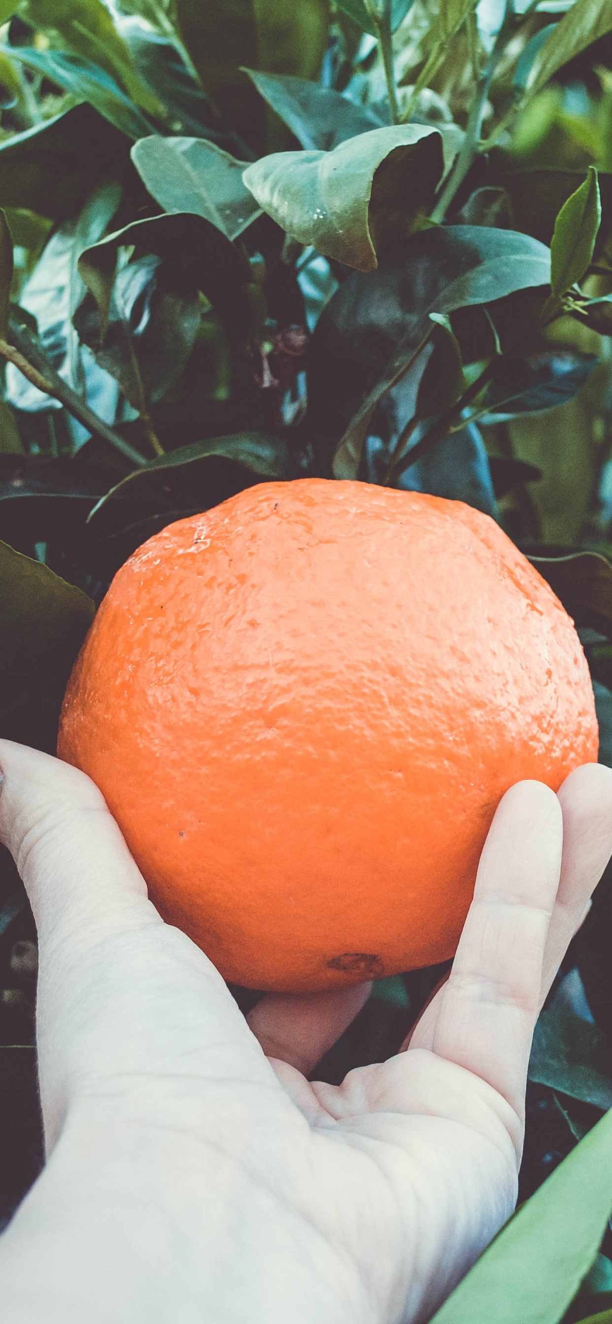 Person Holding Orange Fruit During Daytime. Wallpaper in 1242x2688 Resolution