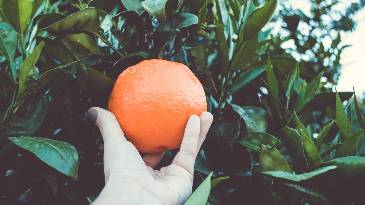Persona Sosteniendo Fruta Naranja Durante el Día. Wallpaper in 1280x720 Resolution