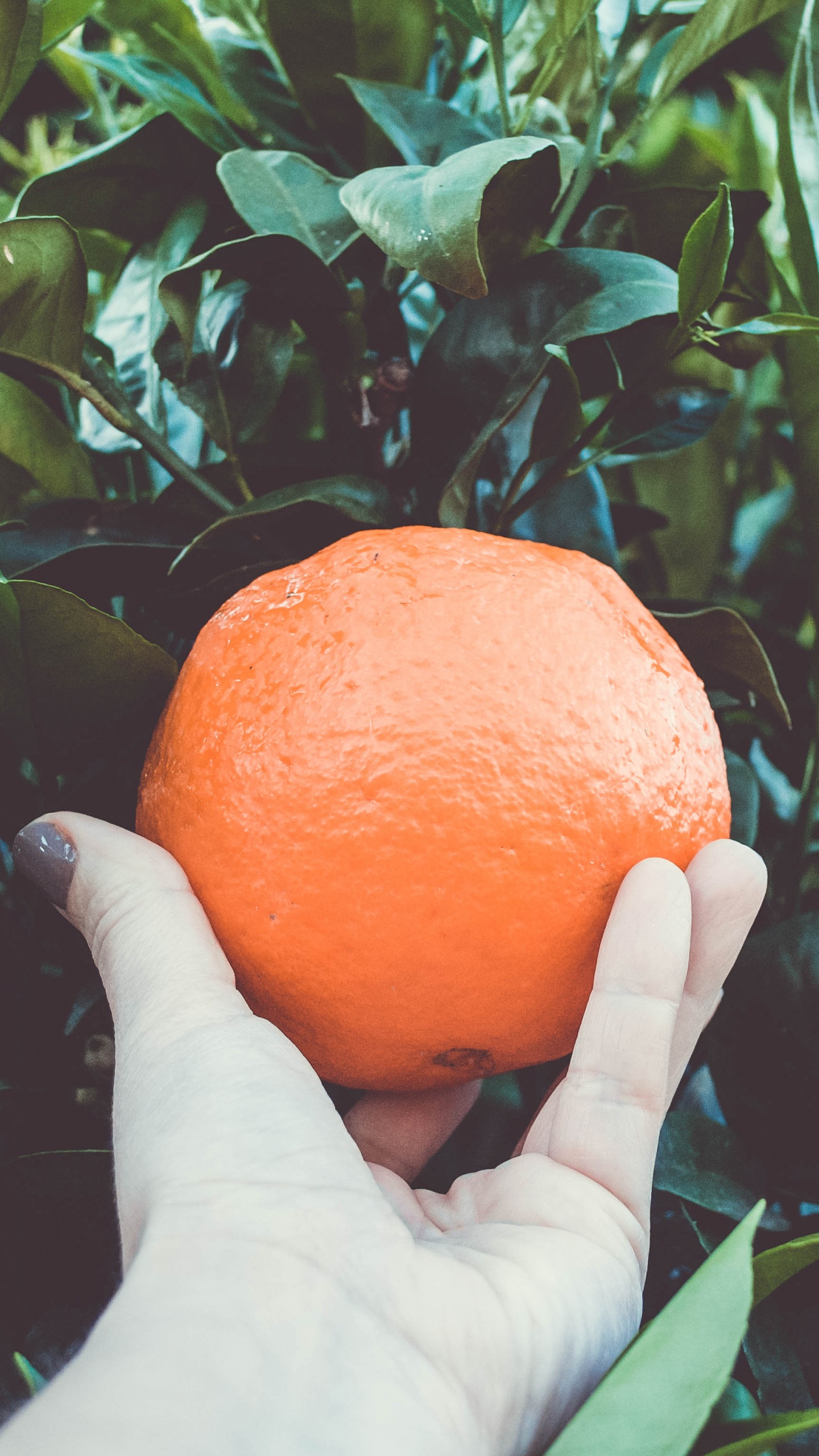 Persona Sosteniendo Fruta Naranja Durante el Día. Wallpaper in 1440x2560 Resolution