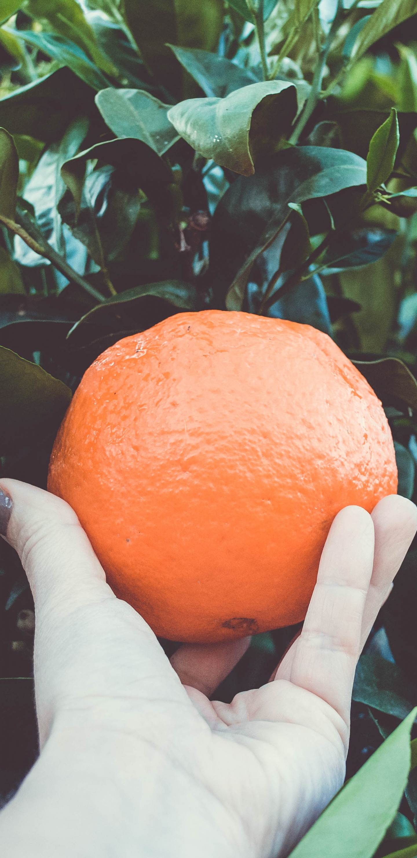 Persona Sosteniendo Fruta Naranja Durante el Día. Wallpaper in 1440x2960 Resolution