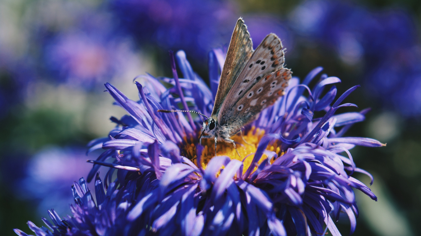 Brown and White Butterfly on Purple Flower. Wallpaper in 1366x768 Resolution