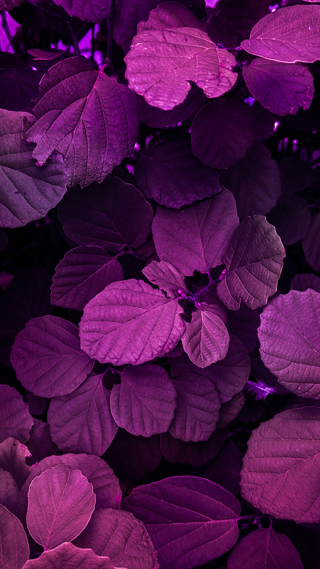Flower, Plant, Colorfulness, Purple, Water. Wallpaper in 1080x1920 Resolution