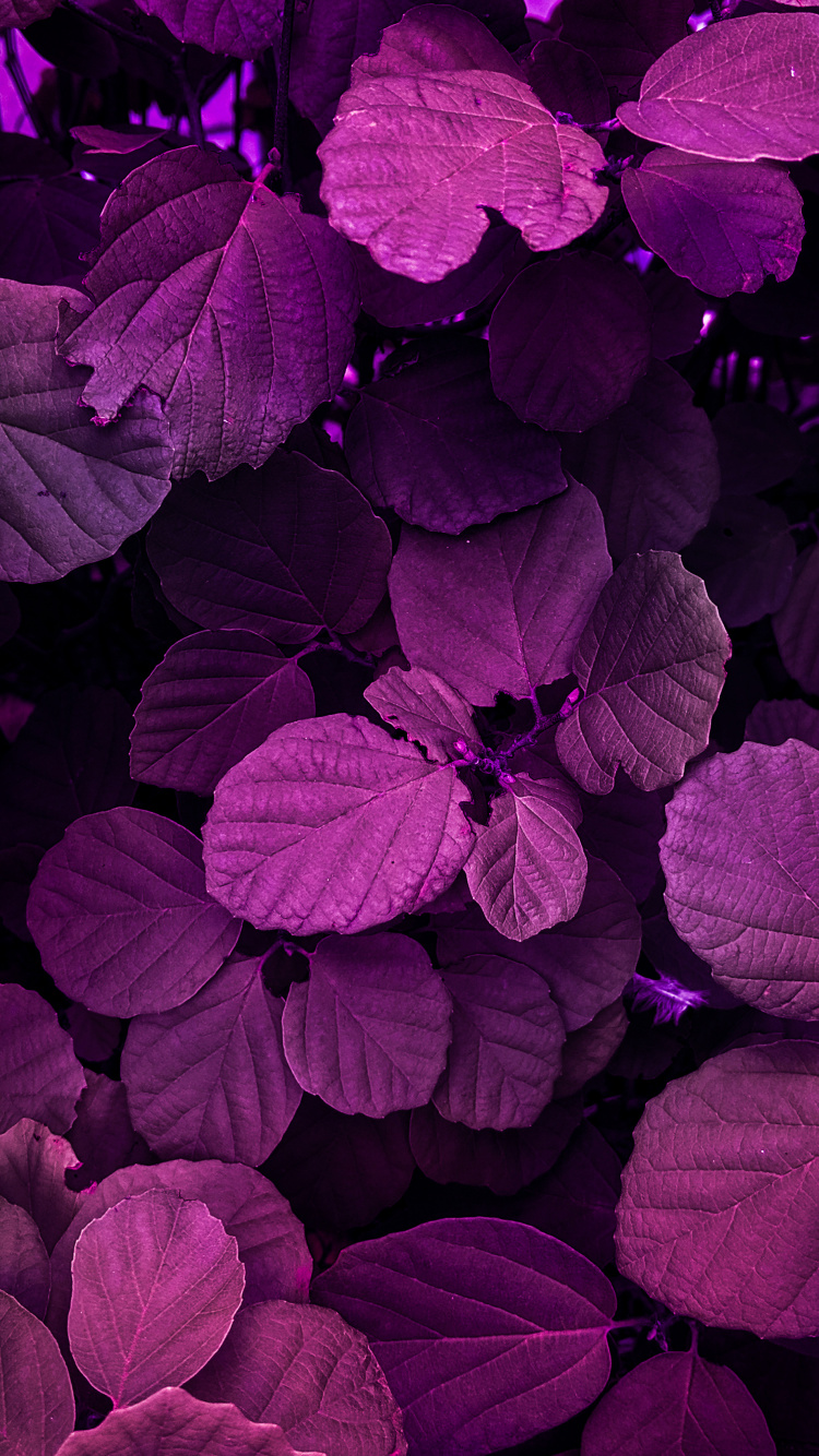 Flower, Plant, Colorfulness, Purple, Water. Wallpaper in 750x1334 Resolution