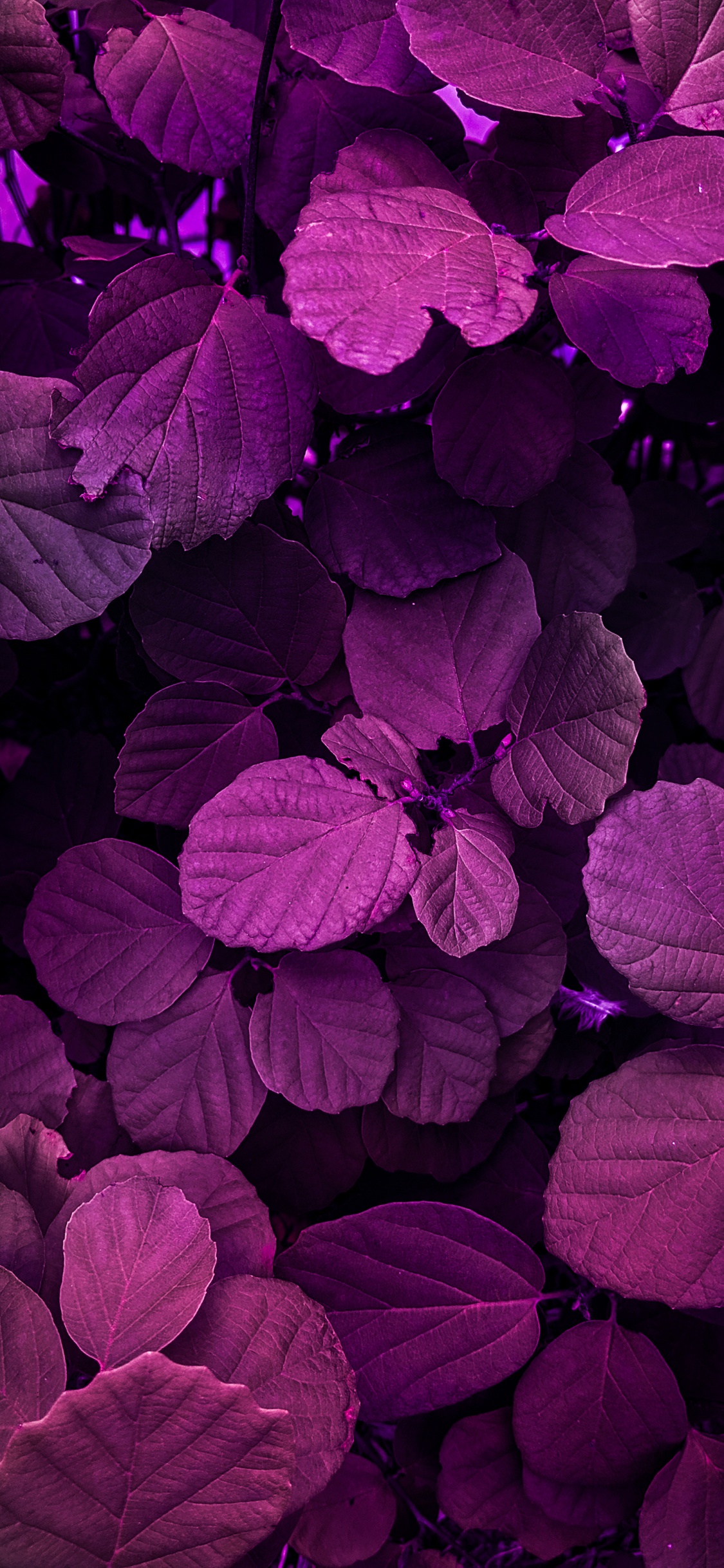 la Pureté de la Couleur, Purple, Eau, Nature, Botanique. Wallpaper in 1125x2436 Resolution