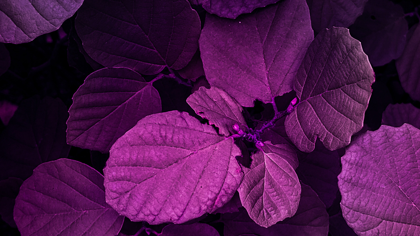 la Pureté de la Couleur, Purple, Eau, Nature, Botanique. Wallpaper in 1366x768 Resolution